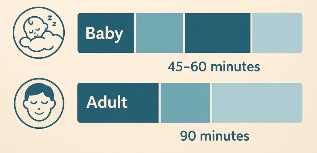 Diagram of baby sleep cycles compared to adult sleep cycles.