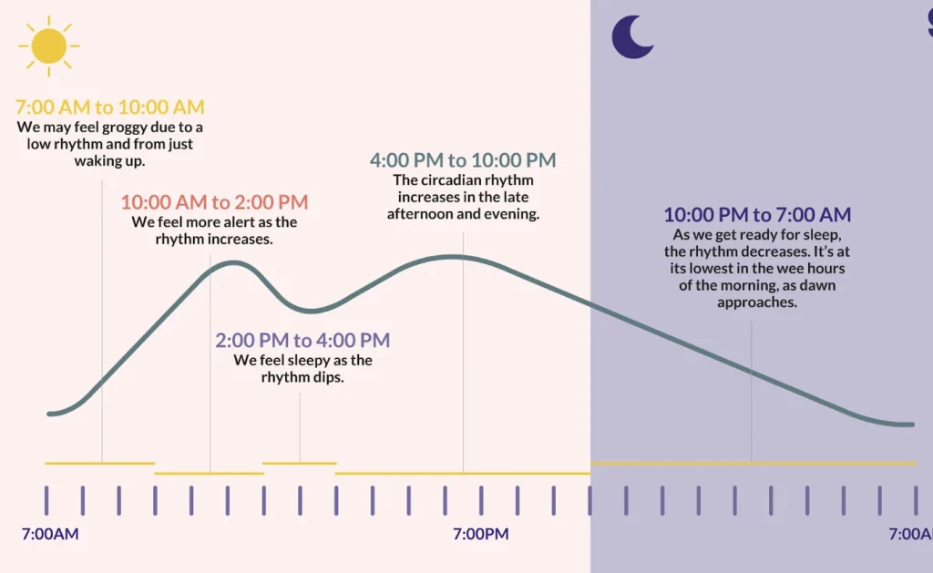 Circadian rhythm chart showing natural energy dips between 2 and 4 p.m. when the body is primed for a power nap.